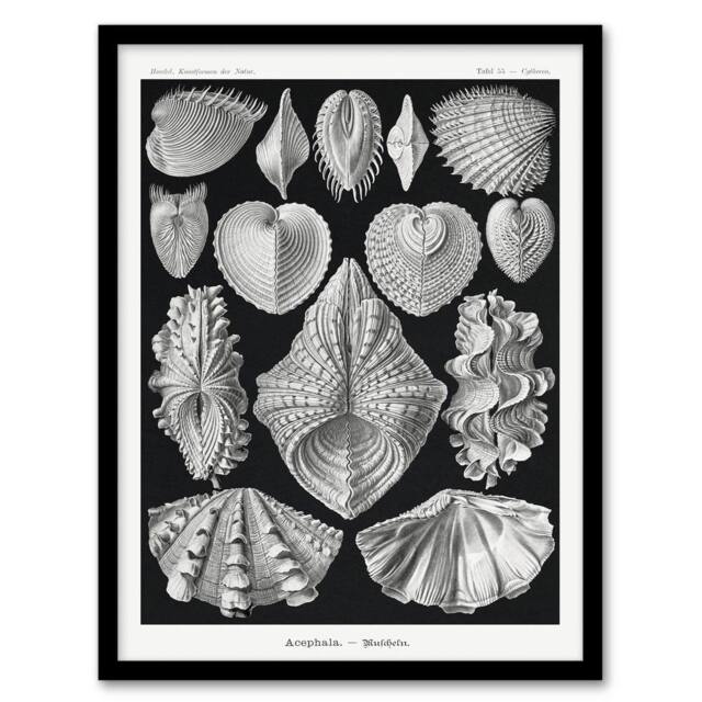 Artery8 Ernst Haeckel Framed Wall Art Print Acephala Mollusks Clams Oysters in Black - Size: A4 - image 1