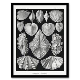Artery8 Ernst Haeckel Framed Wall Art Print Acephala Mollusks Clams Oysters in Black - Size: A4 - thumbnail 1