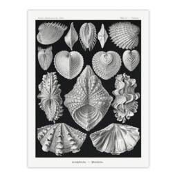 Artery8 Ernst Haeckel Framed Wall Art Print Acephala Mollusks Clams Oysters in Black - Size: A4 - thumbnail 3