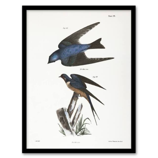 Artery8 James De Kay White Bellied & Barn Swallow Framed Wall Art Print - Size: A4 - image 1