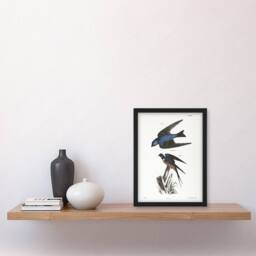 Artery8 James De Kay White Bellied & Barn Swallow Framed Wall Art Print - Size: A4 - thumbnail 4