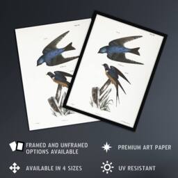Artery8 James De Kay White Bellied & Barn Swallow Framed Wall Art Print - Size: A4 - thumbnail 2