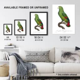 "Artery8 The Black Billed Amazon Parrot Levaillant Wall Art Poster Print in White - Size: W24"" x H32""" - thumbnail 3