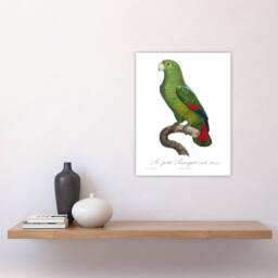 "Artery8 The Black Billed Amazon Parrot Levaillant Wall Art Poster Print in White - Size: W24"" x H32""" - thumbnail 4
