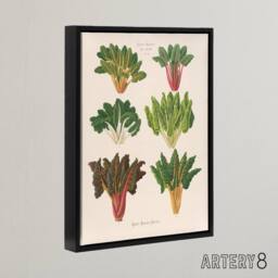 "Artery8 Beet or Swiss Chard Vegetables Ernst Benary Framed Canvas Wall Art in White - Size: W12"" x H16""" - thumbnail 2