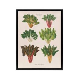 "Artery8 Beet or Swiss Chard Vegetables Ernst Benary Framed Canvas Wall Art in White - Size: W12"" x H16""" - thumbnail 1