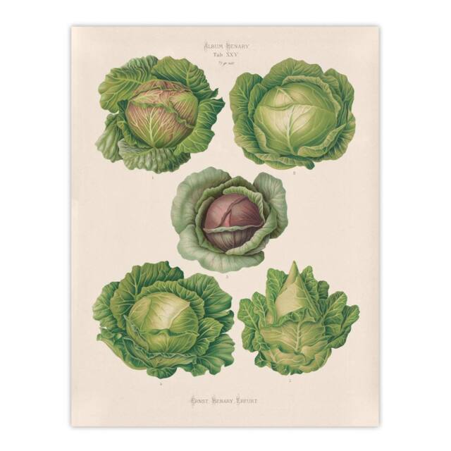 "Artery8 Cabbages Botanical Kitchen Ernst Benary Wall Art Poster Print in White - Size: W18"" x H24""" - image 1