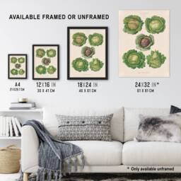 "Artery8 Cabbages Botanical Kitchen Ernst Benary Wall Art Poster Print in White - Size: W18"" x H24""" - thumbnail 3