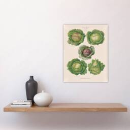 "Artery8 Cabbages Botanical Kitchen Ernst Benary Wall Art Poster Print in White - Size: W18"" x H24""" - thumbnail 4