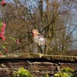 Country Living Robin Figurine in Brown - thumbnail 2