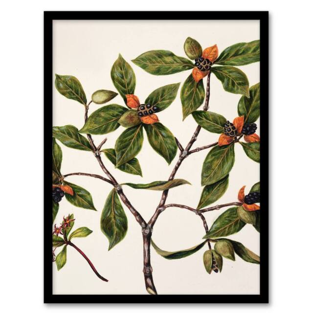 Artery8 Sarah Featon Framed Wall Art New Zealand Tawhiri Karo Plant Illustration in Beige - Size: A4 - image 1
