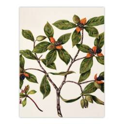 Artery8 Sarah Featon Framed Wall Art New Zealand Tawhiri Karo Plant Illustration in Beige - Size: A4 - thumbnail 3