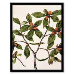 Artery8 Sarah Featon Framed Wall Art New Zealand Tawhiri Karo Plant Illustration in Beige - Size: A4 - thumbnail 1