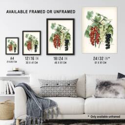 "Artery8 Black Naples Victoria White Dutch Currants Wright Wall Art Print - Size: W18"" x H24""" - thumbnail 3
