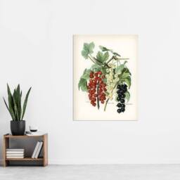 "Artery8 Black Naples Victoria White Dutch Currants Wright Wall Art Print - Size: W18"" x H24""" - thumbnail 4