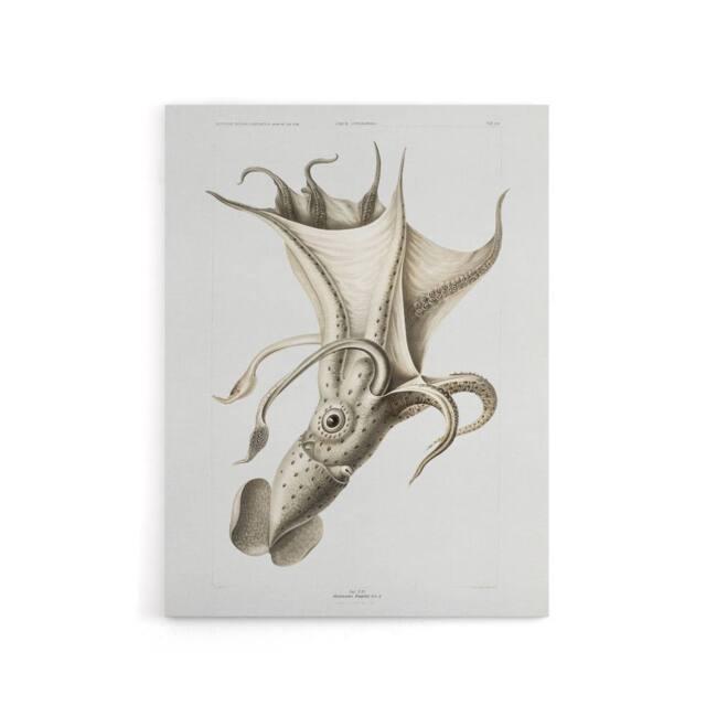 "Artery8 cockeyed squid illustration Carl Chun Canvas Wall Art Print in White - Size: W12"" x H16""" - image 1