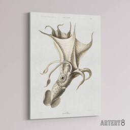 "Artery8 cockeyed squid illustration Carl Chun Canvas Wall Art Print in White - Size: W12"" x H16""" - thumbnail 2