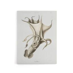 "Artery8 cockeyed squid illustration Carl Chun Canvas Wall Art Print in White - Size: W12"" x H16""" - thumbnail 1