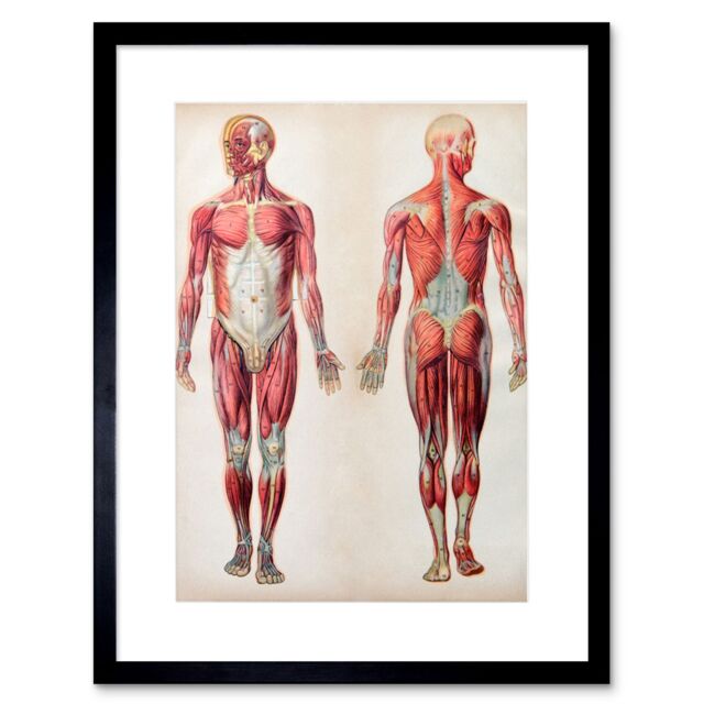 "Artery8 Wall Art Print Human Body Anatomy Muscles Art Framed 9x7 inch in Black - Size: W7"" x H9""" - image 1