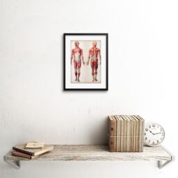 "Artery8 Wall Art Print Human Body Anatomy Muscles Art Framed 9x7 inch in Black - Size: W7"" x H9""" - thumbnail 2