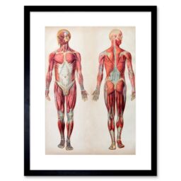 "Artery8 Wall Art Print Human Body Anatomy Muscles Art Framed 9x7 inch in Black - Size: W7"" x H9""" - thumbnail 1