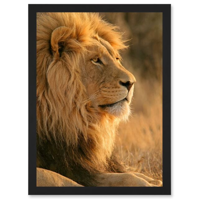 Artery8 Big African Lion Sitting Sun Bathing Nature A4 Artwork Framed Wall Art Print in Black - image 1