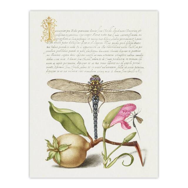 "Artery8 Dragonfly Pear & Carnation Calligraphy Wall Art Poster Print in White - Size: W12"" x H16""" - image 1