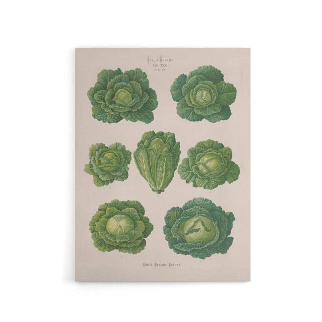 "Artery8 Savoy Cabbages Vintage Kitchen Ernst Benary Canvas Wall Art Print in White - Size: W12"" x H16""" - image 1