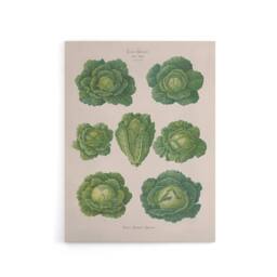 "Artery8 Savoy Cabbages Vintage Kitchen Ernst Benary Canvas Wall Art Print in White - Size: W12"" x H16""" - thumbnail 1