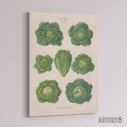 "Artery8 Savoy Cabbages Vintage Kitchen Ernst Benary Canvas Wall Art Print in White - Size: W12"" x H16""" - thumbnail 2