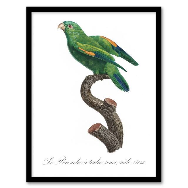 Artery8 The Marigold Lorikeet Parrot Levaillant Framed Wall Art Print in White - Size: A4 - image 1