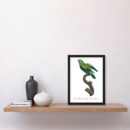 Artery8 The Marigold Lorikeet Parrot Levaillant Framed Wall Art Print in White - Size: A4 - thumbnail 4