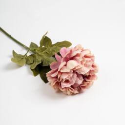 Scottish Everlastings Ltd 73cm Lilac Peony Stem Pk3 - thumbnail 3