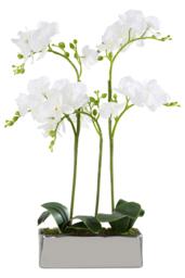 Fiori White Orchid Plant in Rectangular Pot