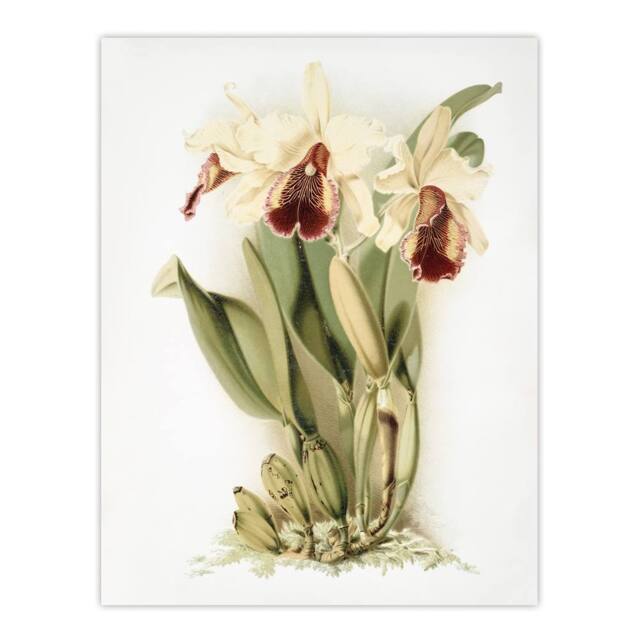 "Artery8 Frederick Sander Cattleya Aurea Orchid Flowers Wall Art Print in White - Size: W12"" x H16""" - image 1