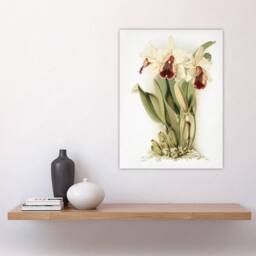 "Artery8 Frederick Sander Cattleya Aurea Orchid Flowers Wall Art Print in White - Size: W12"" x H16""" - thumbnail 4