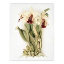 "Artery8 Frederick Sander Cattleya Aurea Orchid Flowers Wall Art Print in White - Size: W12"" x H16""" - thumbnail 1