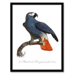 Artery8 Francois Levaillant Framed Wall Art The Grey Parrot Illustration in White - Size: A4 - thumbnail 1