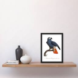 Artery8 Francois Levaillant Framed Wall Art The Grey Parrot Illustration in White - Size: A4 - thumbnail 2