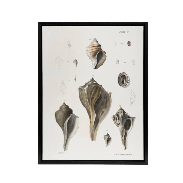 "Artery8 James De Kay Types of Seashells Pencil Drawing Framed Canvas Art Print in White - Size: W12"" x H16""" - image 1