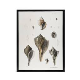 "Artery8 James De Kay Types of Seashells Pencil Drawing Framed Canvas Art Print in White - Size: W12"" x H16""" - thumbnail 1