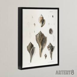 "Artery8 James De Kay Types of Seashells Pencil Drawing Framed Canvas Art Print in White - Size: W12"" x H16""" - thumbnail 2