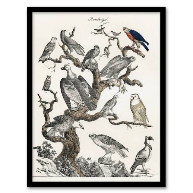 "Artery8 Birds Eagle Hawk Owl on Tree Vintage Nature Framed Wall Art Print in White - Size: W12"" x H16""" - image 1