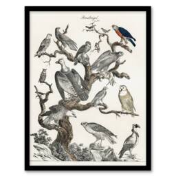"Artery8 Birds Eagle Hawk Owl on Tree Vintage Nature Framed Wall Art Print in White - Size: W12"" x H16""" - thumbnail 1
