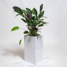Primrose Black Gloss Polystone Tall Square Cubic Outdoor Planter 60cm in White - thumbnail 2