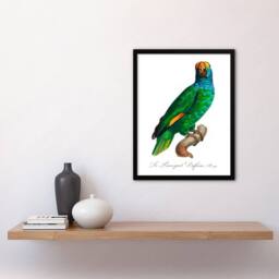Artery8 Francois Levaillant Framed Wall Art The Blue Cheeked Amazon Parrot in White - Size: A4 - thumbnail 2