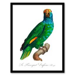 Artery8 Francois Levaillant Framed Wall Art The Blue Cheeked Amazon Parrot in White - Size: A4 - thumbnail 1