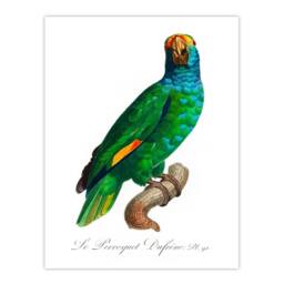 Artery8 Francois Levaillant Framed Wall Art The Blue Cheeked Amazon Parrot in White - Size: A4 - thumbnail 3