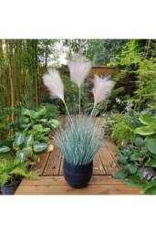 KDMD Potted Fluff Pampas 3 heads 85cm in Brown - thumbnail 2
