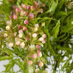 Leaf Pack of 6 x 55cm Artificial Foliage Stem with Pink Berries - Size: 6 x 55 cm - thumbnail 3